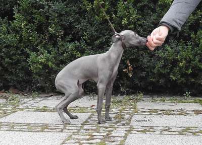 Superstar Dogoteka FCI