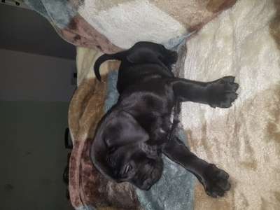 BLACK STUFF PRESA BOW