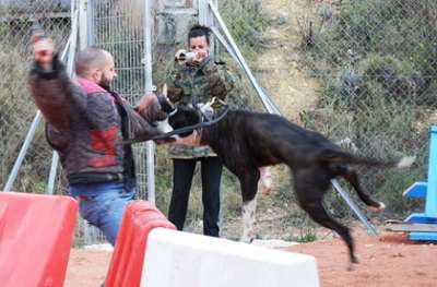 MOLECULA DE IRON BULL