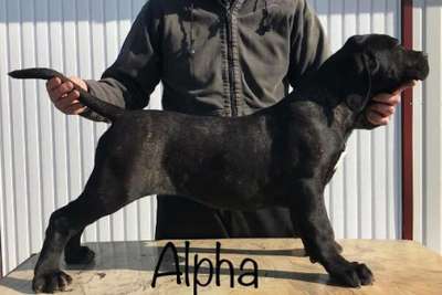CHILLI CON CANARIO ALPHA