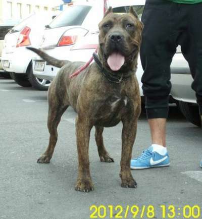CICI DE SPARTAN D KENNEL