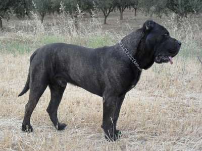 BARTON PROTECTION SPIRIT (NEGRO)