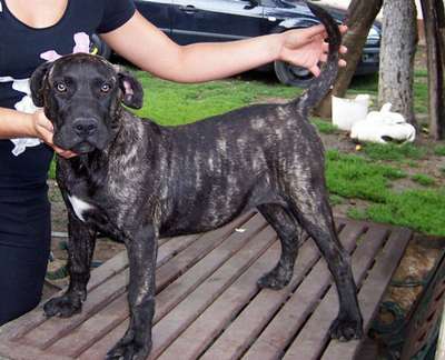 BONNIE DE TIERRA GRANCAN
