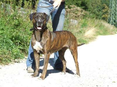 ISIS BAVARIAN PRESA