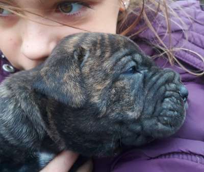 LOLA DE MANGO BULL