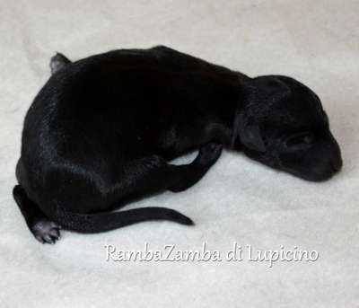 Ramba Zamba Di Lupicino