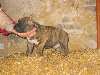 CHUCK DES GARDIENS DES PELERINS