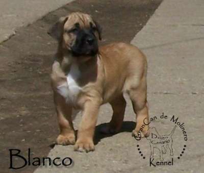 BLANCO GRANCAN DE MOLINERO