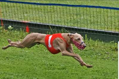 Igor Feritte Bugsy