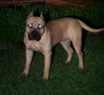 KINGDOM'S CUJO