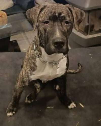 MAXIMUS DE LA TEUTONES