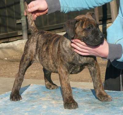JOJO DE SPARTAN D KENNEL