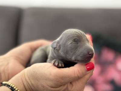 Cooper della Corsa od Machovské tvrze