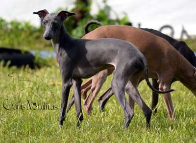Canis Nobilitas Zuko