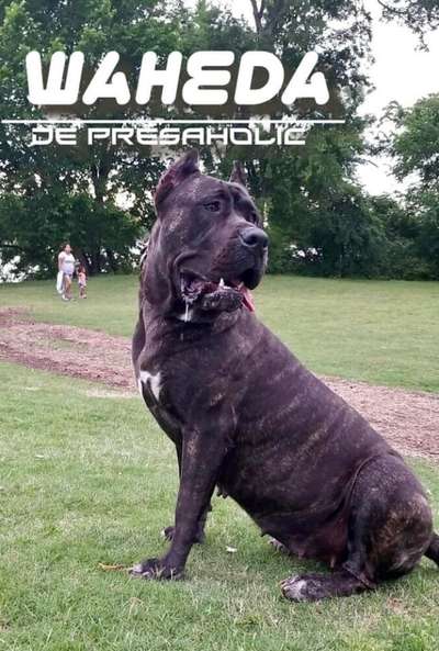 WAHEDA DE PRESAHOLIC