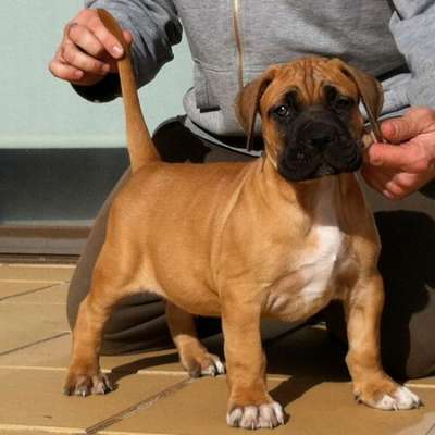 DANDY PERRO DE PRESA BECERRIL