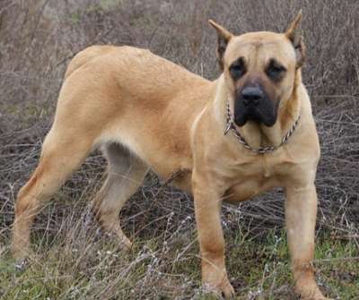 CARLA DE BARNACAN BULL