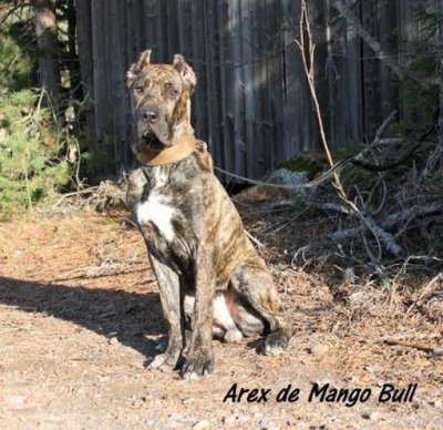AREX DE MANGO BULL
