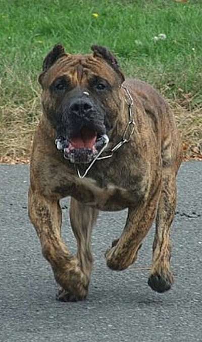 VALENTINE DE VULCAN (BRICK)