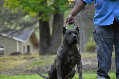 KINGDOM K9 KENNEL'S GRISELDA BLANCO