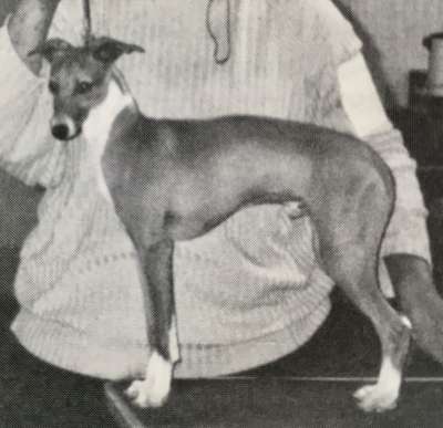 Johma Loranne Durango Of Celeste