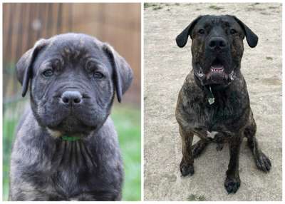 ARES OF PROPER K9
