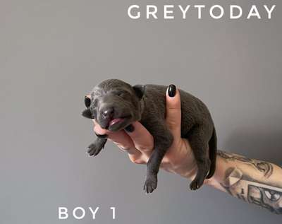 Greytoday Viggo