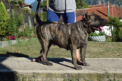 ENIGMA BULLSARA DELPEMBA