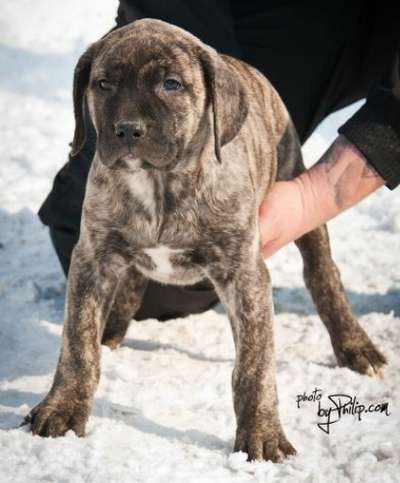 ULTIMATE SELECTION DAKOTA