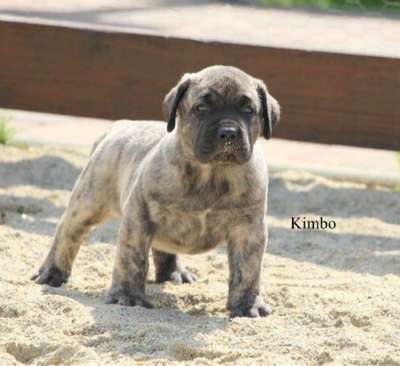 DIAMANTE RAYAS KIMBO
