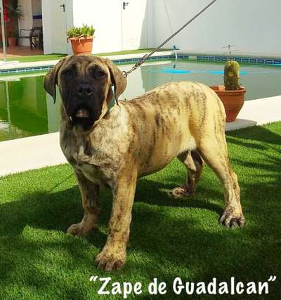 ZAPE DE GUADALCAN