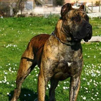 KARO DE MOZACAN BULL