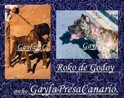 ROCO DE GODIDEL (ROKO DE GODOY)