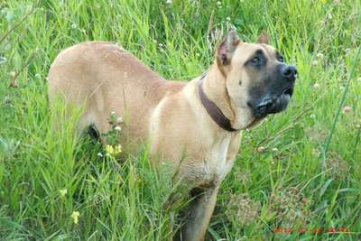 KING ARGOS DE CANARIAN BULL