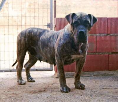 SACHA DE CANMUC