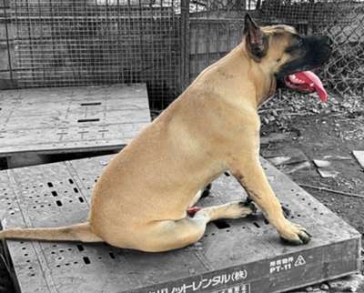 CERBER DE ZHONGHAI KENNEL