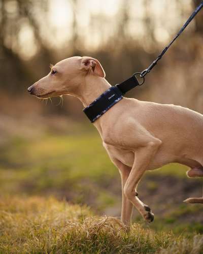 Fado Cani Di Salamon