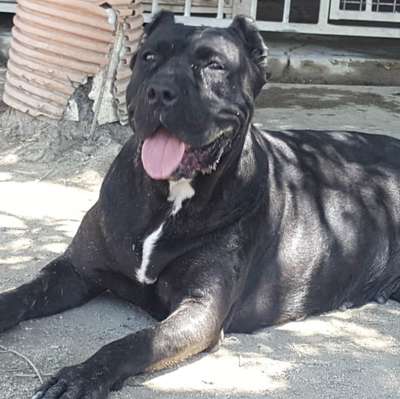 FREIA DE KING ZULU