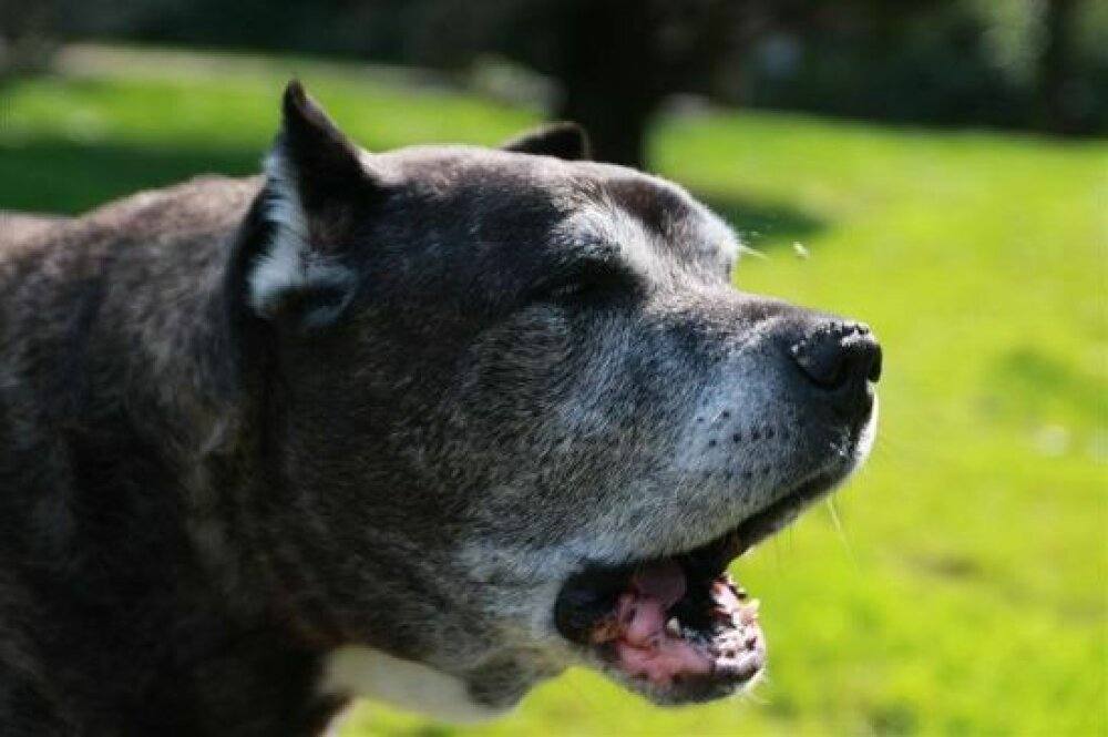 Manuel Curtó Sr. con un joven Presa Canario en Irema