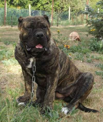 GOLD'S ACTIVE CHANEL (ONYX)