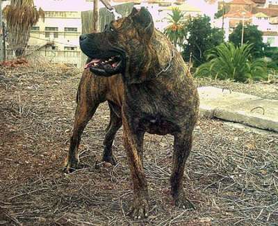 RUBIO DE TAUCO