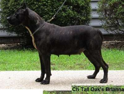 BRIANNA OF TALL OAKS