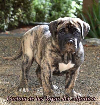 CARLOTA DE LAS JOYAS DEL ATLANTICO