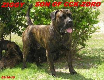 BRAVO KENNEL'S MUNSTRO