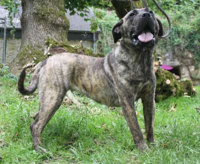 NINA BELLA DES LUTTEURS D'ANTAN