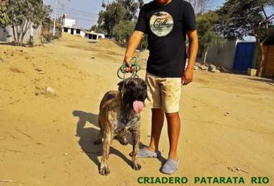 FIRPO DE PATARATA RIO