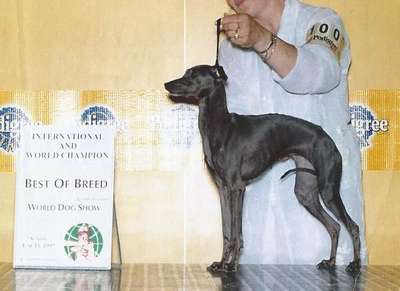 Birba Il Piccolo Azzuro