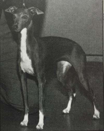 Pikop's Moon Mist D'Candlewood