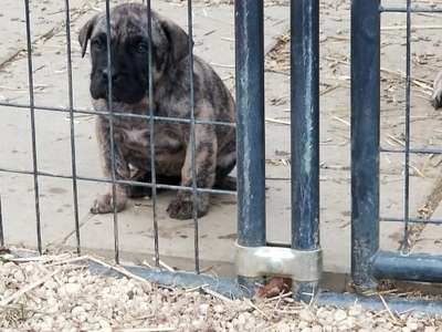 BLACK STAR PRESA'S LAYLA