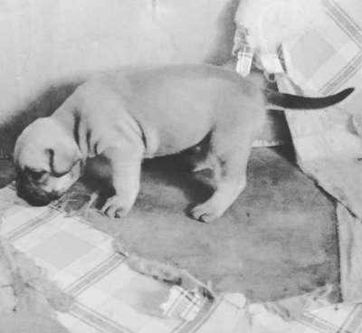 DAWN DE PEYRE KENNELS